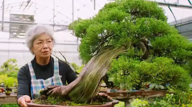 Bonsai Tree Culture Around The World