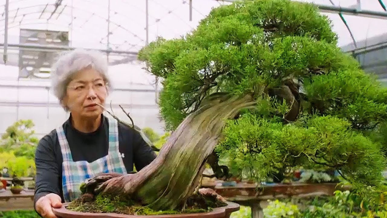 Bonsai Tree Culture Around The World