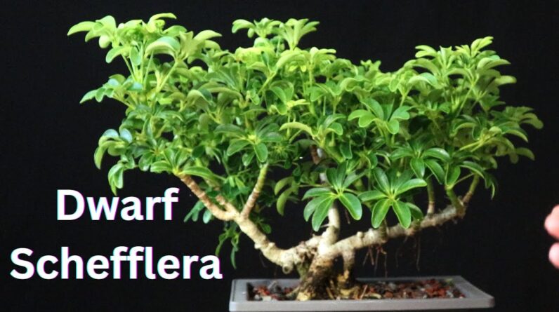 How to Care for Your Aralia?