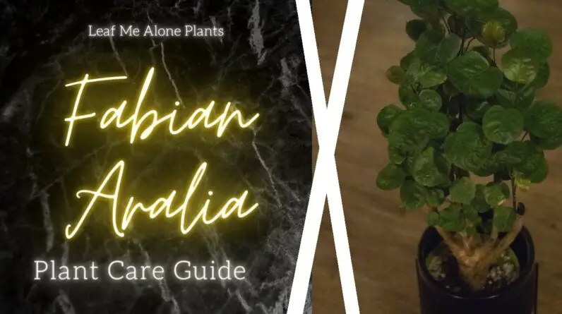 Best Way to Care for Your Aralia