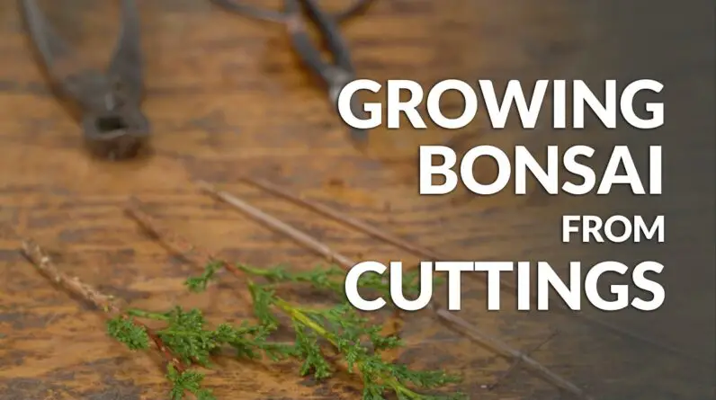 How to Propagate Bonsai Trees