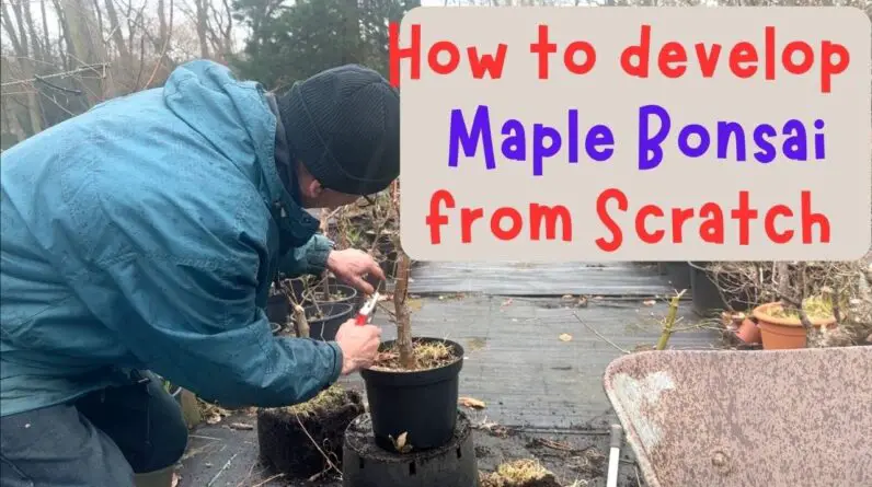 How To Develop Maple Bonsai From Scratch