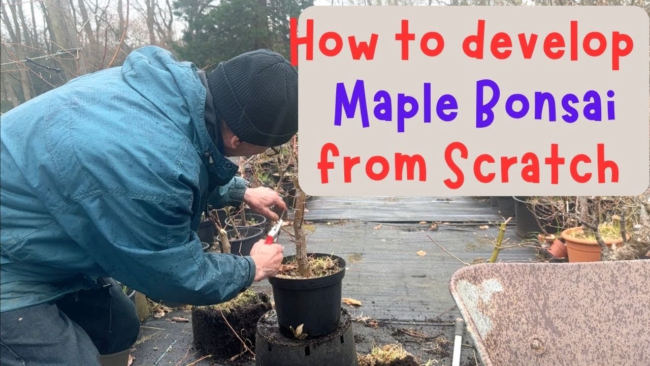 How To Develop Maple Bonsai From Scratch