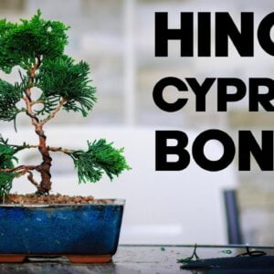Care Guide for Hinoki Cypress Bonsai
