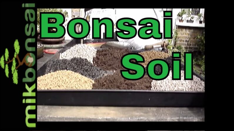 Why AOKI Blend is The Best Bonsai Soil Mix