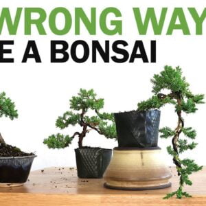 How To Style A Bonsai Tree