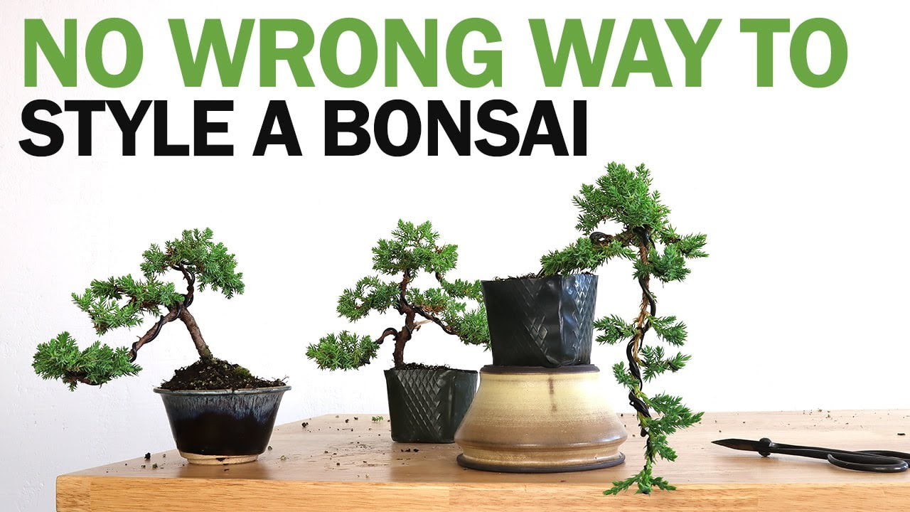 How To Style A Bonsai Tree