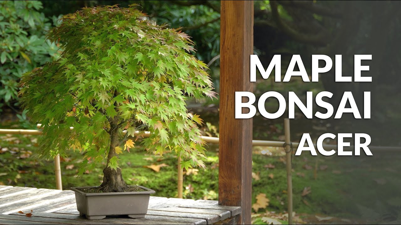 The Beauty of Acer Palmatum: Japanese Maple Bonsai