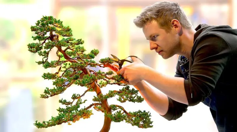 Bonsai Tree Art