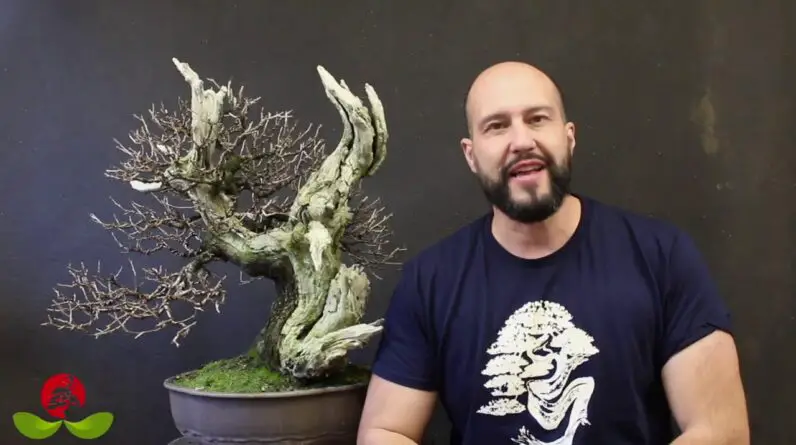 Bonsai Tree Diseases and Pests