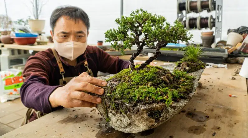 The Ultimate Guide to Sculpting Nature's Masterpiece: Spruce Bonsai Care