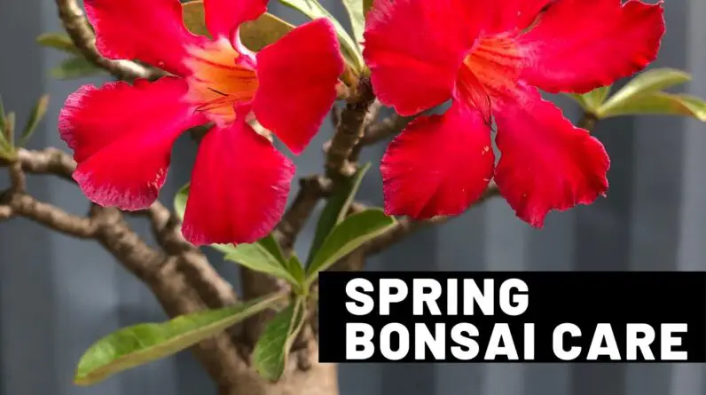 Bonsai Tree Care Supplies