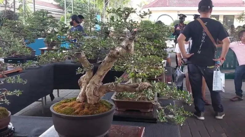 Bonsai Tree Clubs And Societies