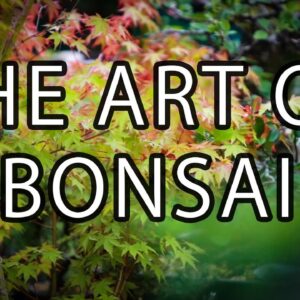 The History Of Bonsai Trees