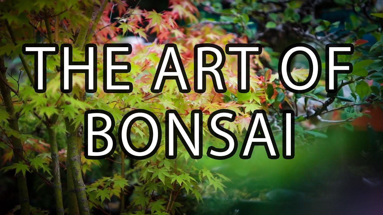 The History Of Bonsai Trees