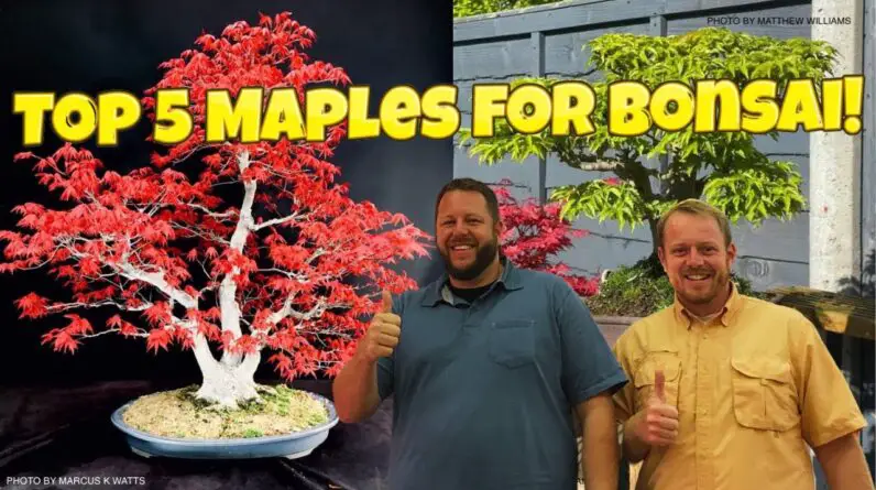 Is Japanese Maple Good For Bonsai