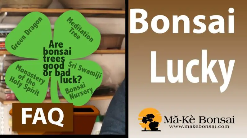 Is Bonsai Lucky or Unlucky