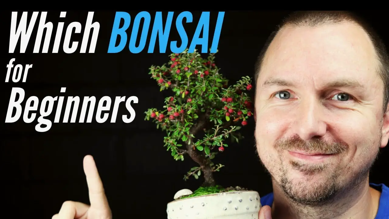 What is The Easiest Bonsai Tree to Grow?