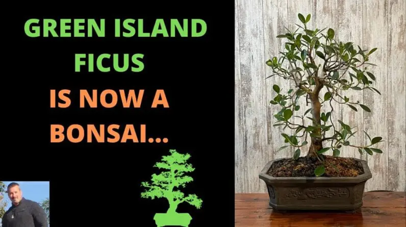 The Beauty of Green Island Ficus Bonsai