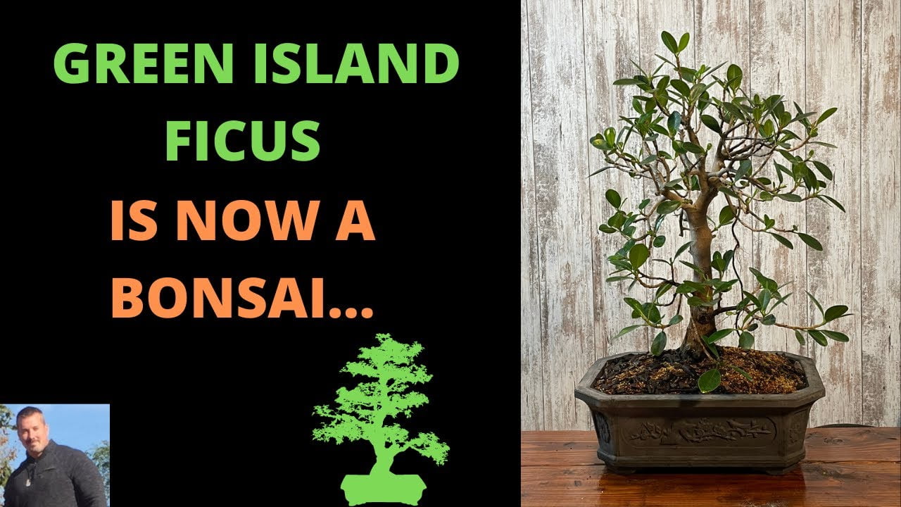 The Beauty of Green Island Ficus Bonsai