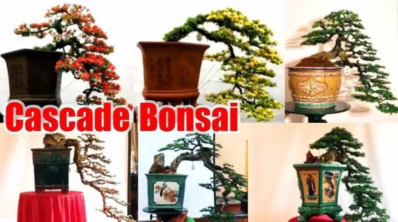 The Stunning Beauty of the Cascade Bonsai Style