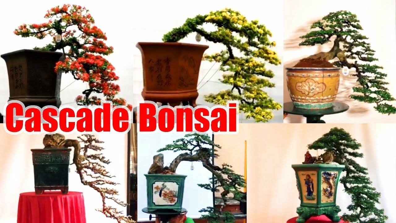 The Stunning Beauty of the Cascade Bonsai Style