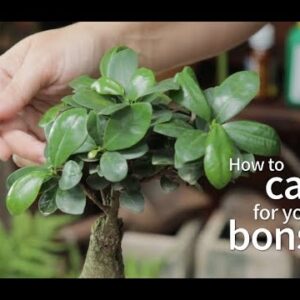 Why Proper Drainage is Essential for Bonsai Trees
