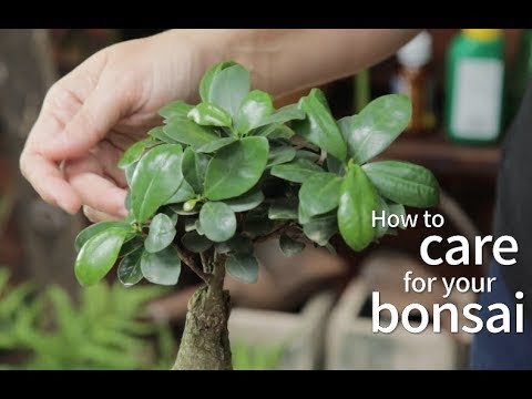 Why Proper Drainage is Essential for Bonsai Trees