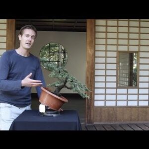 The Art of Japanese Bonsai: A Beginner's Guide
