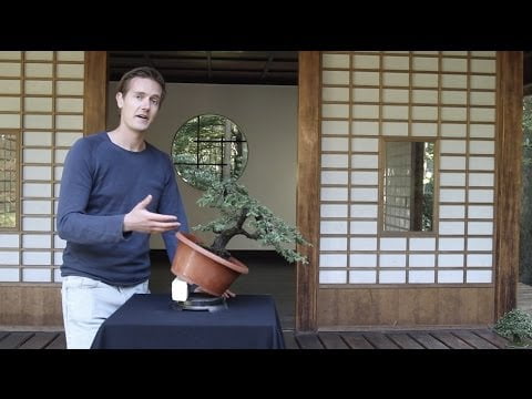 The Art of Japanese Bonsai: A Beginner's Guide