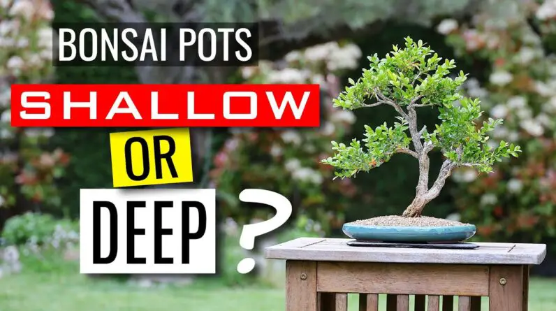 Wooden Bonsai Pots: A Unique and Natural Choice for Your Bonsai Trees