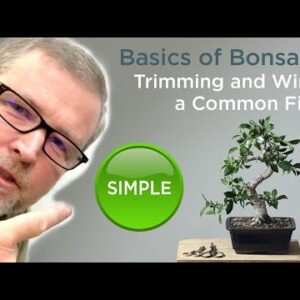 The Basics of Bonsai Wiring: A Comprehensive Guide