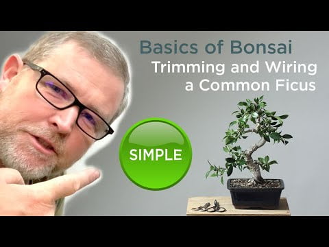 The Basics of Bonsai Wiring: A Comprehensive Guide