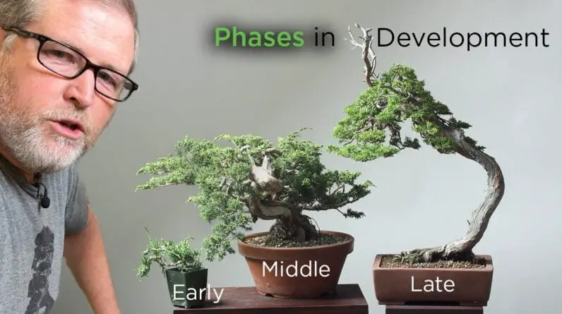 What Is The Rule Of 3 In Bonsai Tree