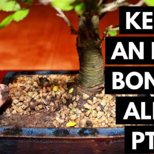 The Ultimate Guide to The Chinese Elm Bonsai: Selecting, Growing, and Caring for Your Bonsai