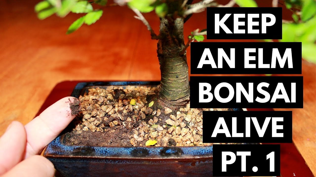 The Ultimate Guide to The Chinese Elm Bonsai: Selecting, Growing, and Caring for Your Bonsai