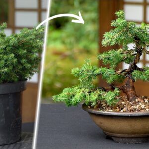 From Sapling to Masterpiece: Nurturing Your Spruce Bonsai with Precision