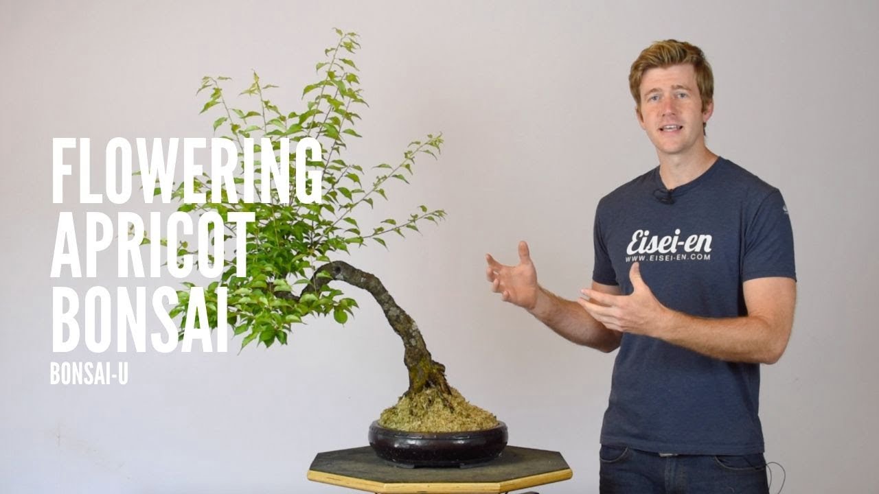 The Art of Creating a Flowering Apricot Bonsai