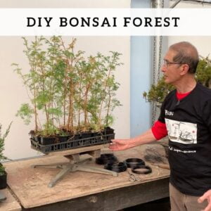 What is a Bonsai Forest?