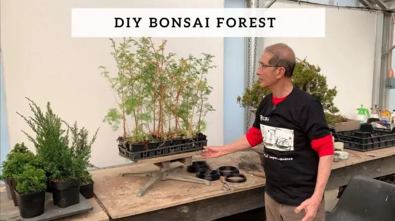 What is a Bonsai Forest?