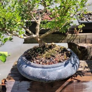 Serissa Bonsai Mastery: Where Art and Nature Combine for the Best Results!