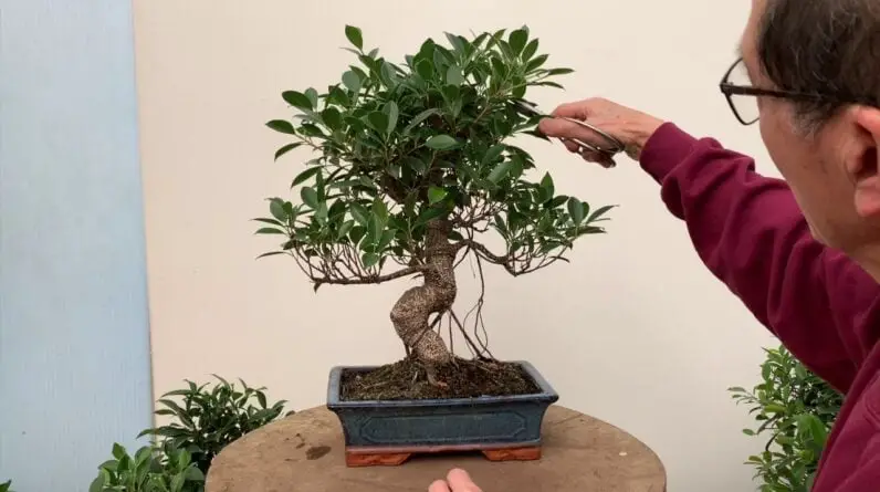 Best How to Guide For Ficus Bonsai Care and Pruning