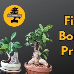 Secrets of the Ficus Microcarpa: Your Expert Guide to Thriving Indoor Greenery