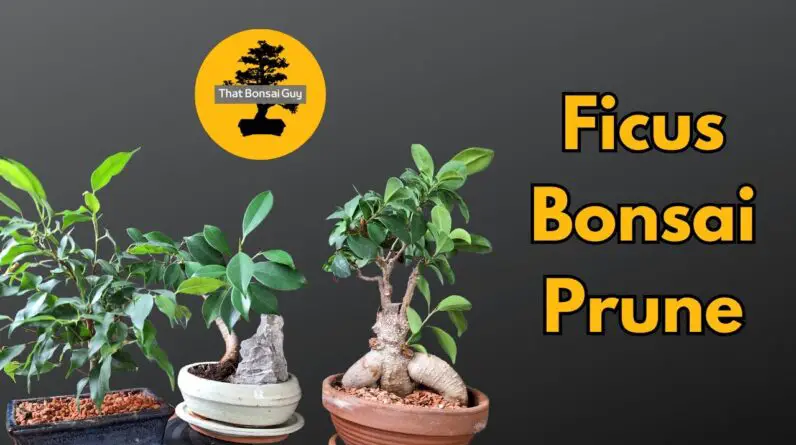 Secrets of the Ficus Microcarpa: Your Expert Guide to Thriving Indoor Greenery