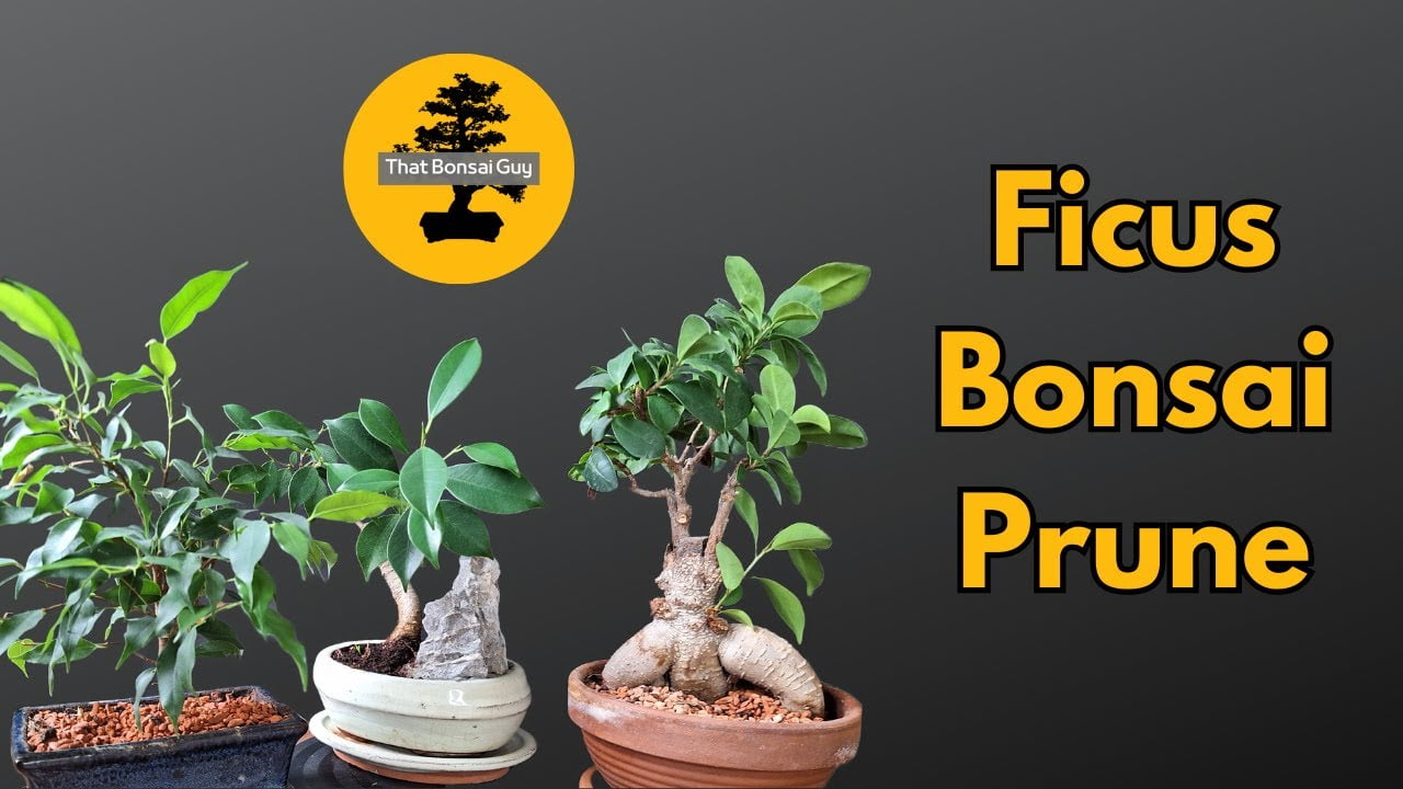 Secrets of the Ficus Microcarpa: Your Expert Guide to Thriving Indoor Greenery