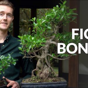 Braided Ficus Bonsai: Care Tips and Techniques