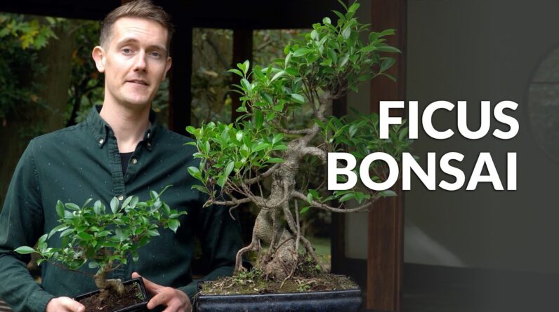 Ficus Bonsai Care Guide