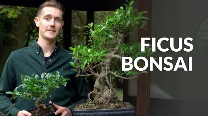 How to Care for a Ficus Ginseng Bonsai