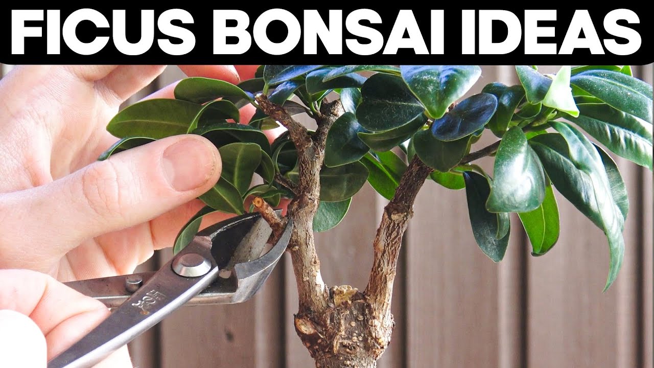 How to Grow a Ficus Ginseng Bonsai: Tips and Techniques