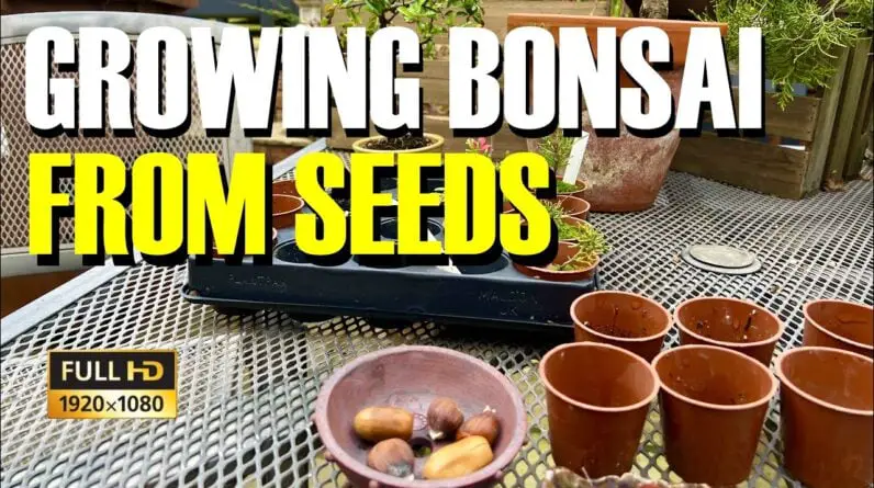 Growing a Judas Bonsai from Seed